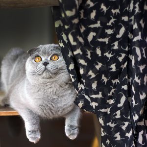 Écharpe chats