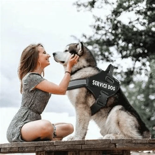 HARNAIS CHIEN ANTI TRACTION | SAFETY ONE™ – Image 5