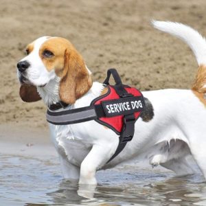 HARNAIS CHIEN  ANTI TRACTION | SAFETY ONE™