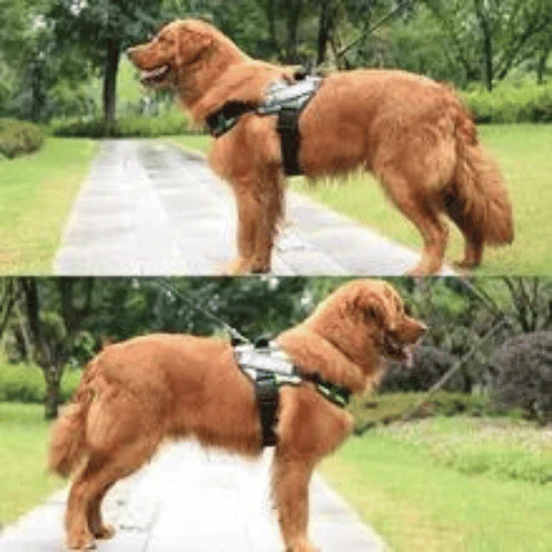 HARNAIS CHIEN ANTI TRACTION | SAFETY ONE™ – Image 4