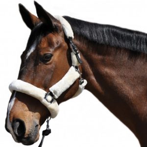Privilège équitation – Licol de transport mouton naturel